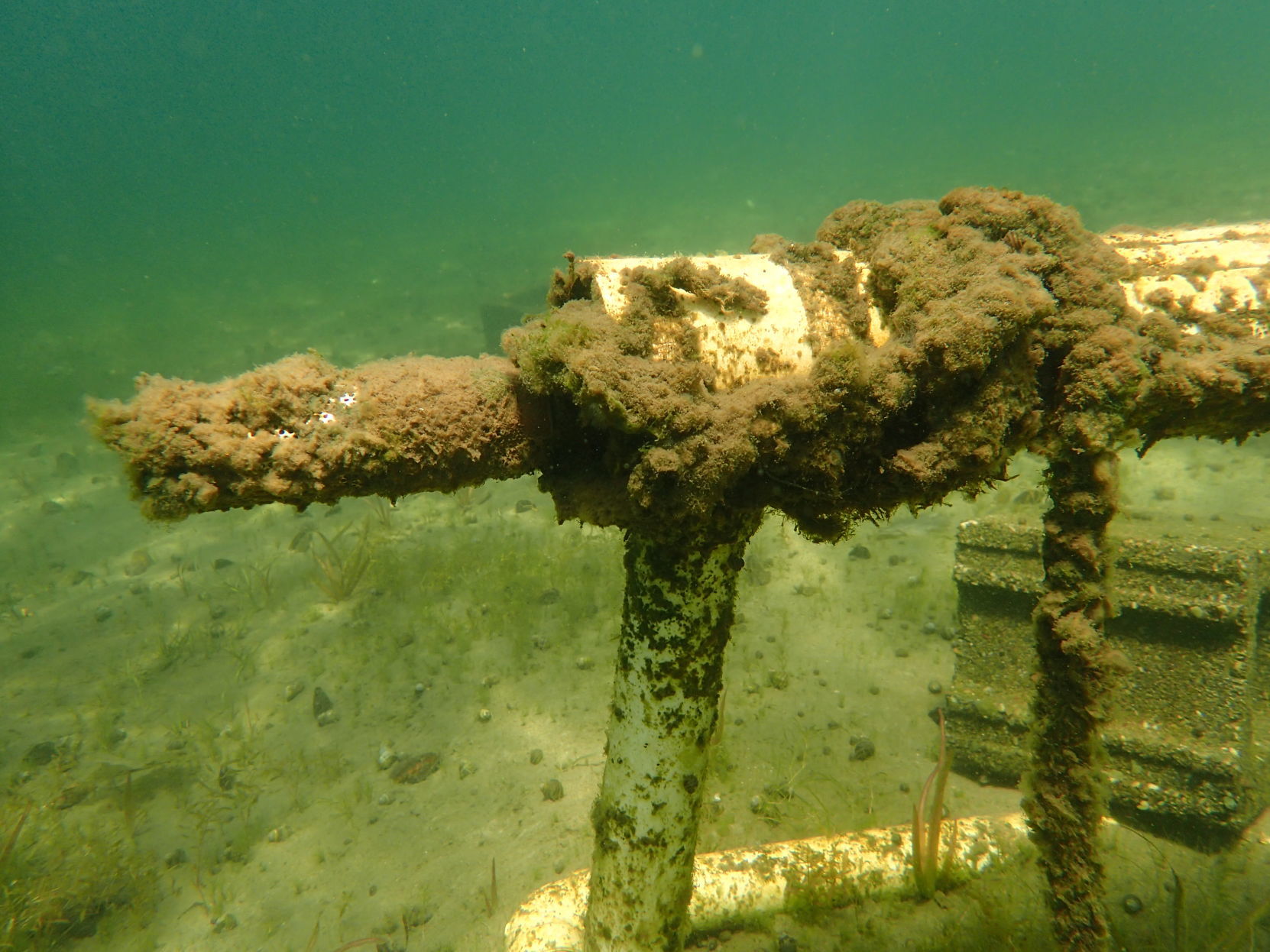 Algae on water intake pipe